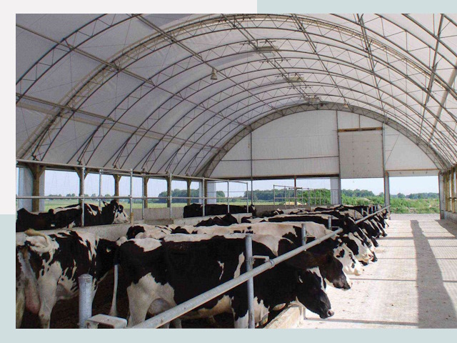 Тентовые коровники в Павлово